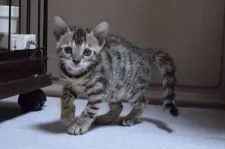 ベンガル【千葉県・女の子・2017年4月14日・ブラウンスポテットタビー】の写真2