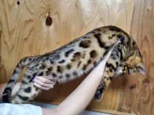 ベンガル【千葉県・男の子・2019年4月1日・ブラウンスポテットタビー】の写真2