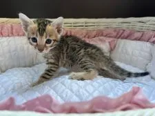 ベンガル【千葉県・男の子・2022年1月12日・ブラウンスポテッドタビー】の写真2