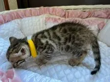 ベンガル【千葉県・女の子・2022年1月12日・ブラウンスポテッドタビー】の写真3