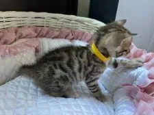 ベンガル【千葉県・女の子・2022年1月12日・ブラウンスポテッドタビー】の写真4