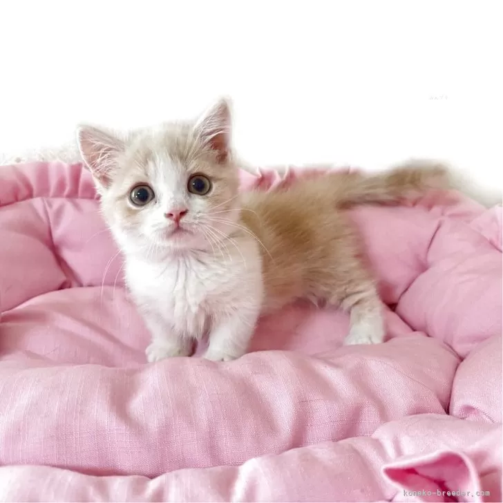 ID:2505-02561の子猫