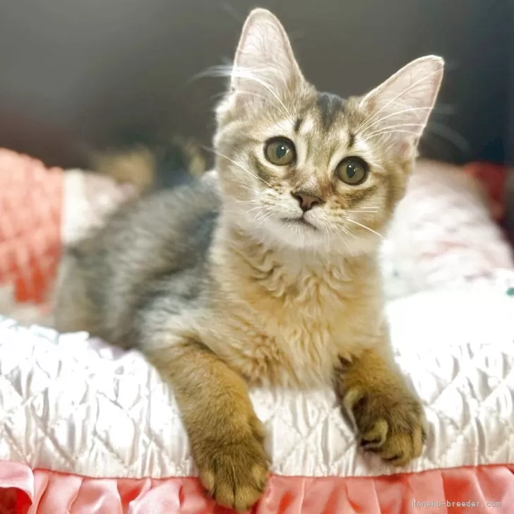 ID：2509-00124の子猫