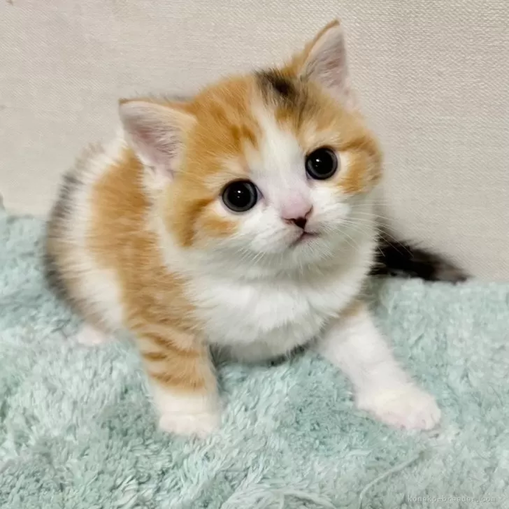 ID:2502-01705の子猫