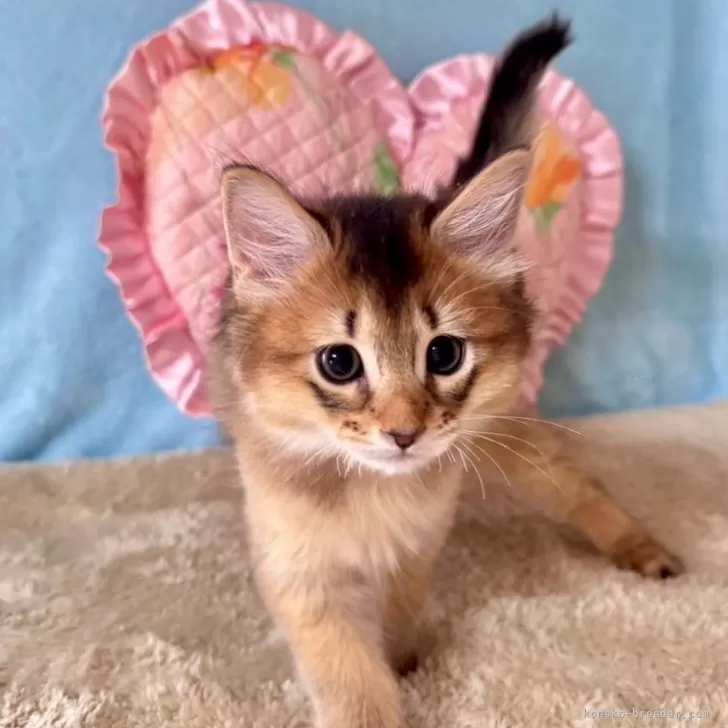ID:2412-02616の子猫