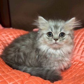 ミヌエット(短足)【千葉県・女の子・2025年10月15日・シルバーマッカレルタビー】の写真「まったりマイペースな女の子♡」