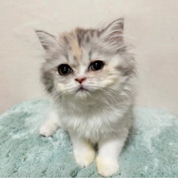 ミヌエット(長足)【千葉県・女の子・2024年12月5日・ダイリュートキャリコ】の写真「淡い三毛柄がかわゆい♡」