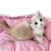 マンチカン(短足)【千葉県・女の子・2025年2月27日・クリームタビー&ホワイト】の写真3