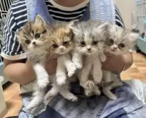 ミヌエット(長足)【千葉県・女の子・2024年12月5日・ダイリュートキャリコ】の写真3