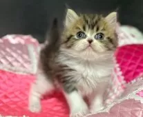 ミヌエット(長足)【千葉県・男の子・2024年12月5日・ブラウンマッカレルタビー&ホワイト】の写真6