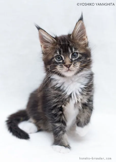 ID：2201-01380の子猫