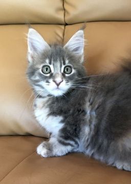 メインクーン【埼玉県・女の子・2021年5月22日・ブルークラシックトービィ】の写真「とてもしっかりとした骨格の女の子です。」