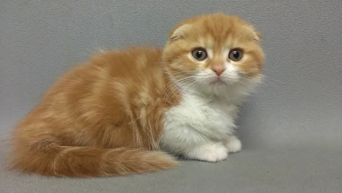 きのこのママ 様のお迎えした子猫