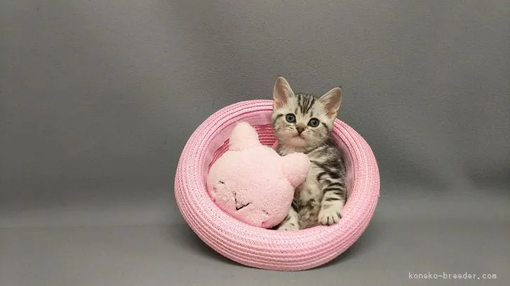 ID:1804-00862の子猫