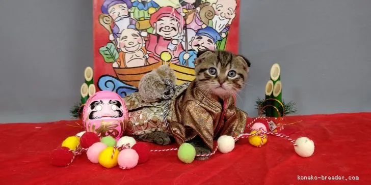 ID：2012-00393の子猫