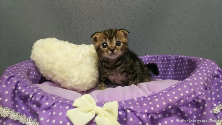 ID:1805-01320の子猫