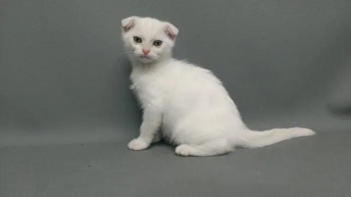 海斗(かいと) 様のお迎えした子猫