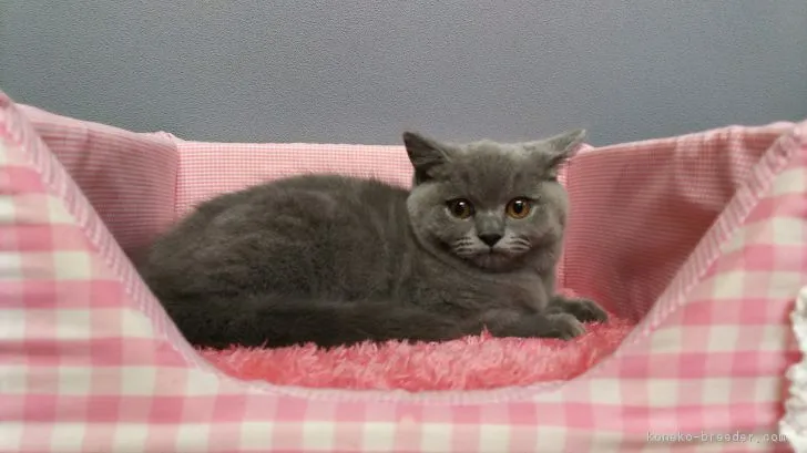 さくら 様のお迎えした子猫