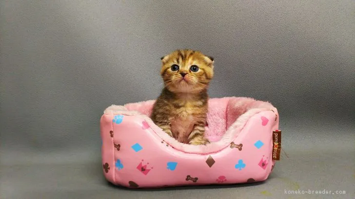 ID：1710-01293の子猫
