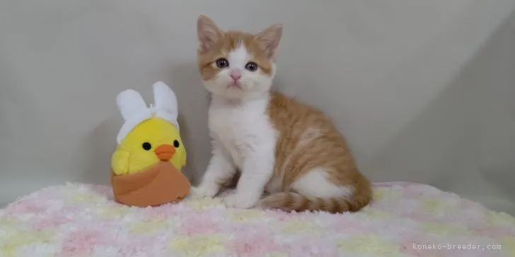 チビ 様のお迎えした子猫