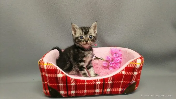 ID：1804-01491の子猫