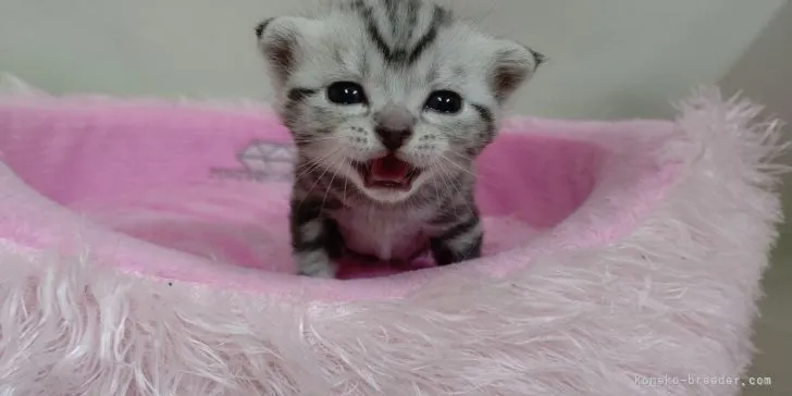 ID:2202-00870の子猫