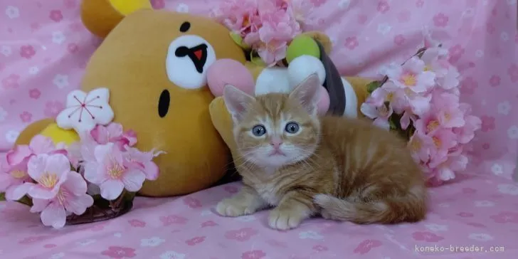 ID:2202-01429の子猫