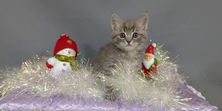 ID：2011-01525の子猫