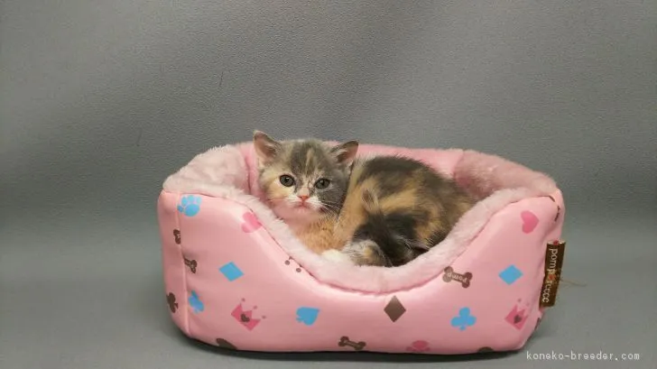 ID:1801-00909の子猫