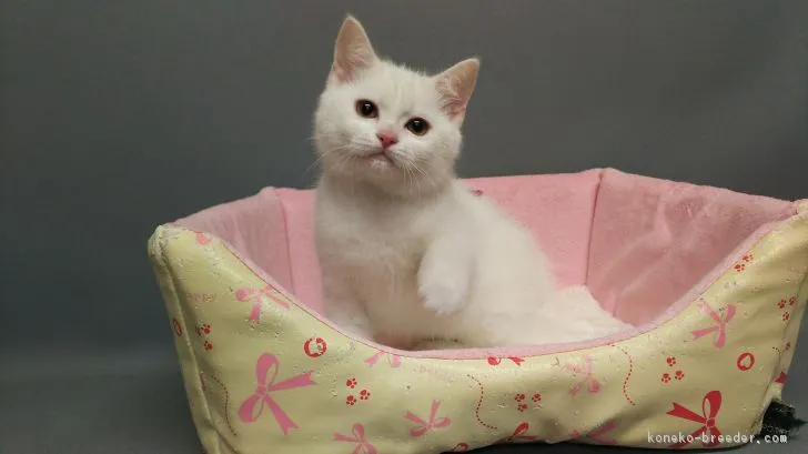 ID:1703-00939の子猫