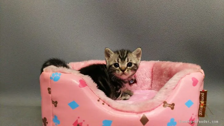 ID:1710-01302の子猫
