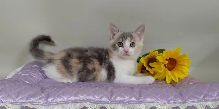 ID：2107-02098の子猫