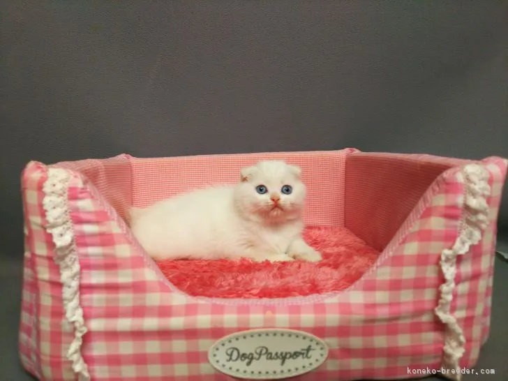 藤原 昭子 様のお迎えした子猫