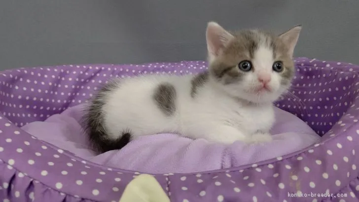 ID：2010-00039の子猫