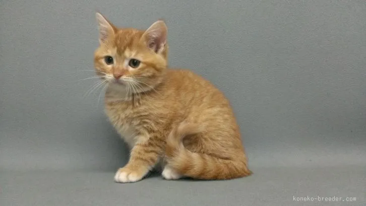 マダラ 様のお迎えした子猫