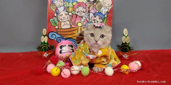 ID：2011-01524の子猫