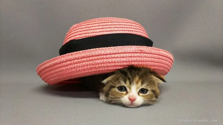 ID：1806-00871の子猫