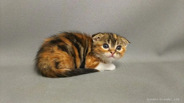 ID:1704-00642の子猫