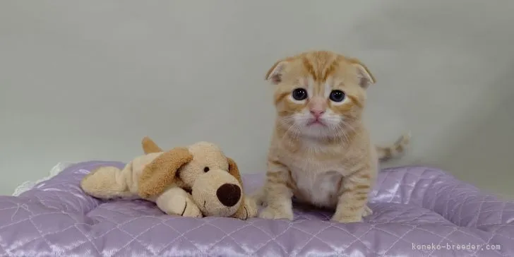 MK 様のお迎えした子猫