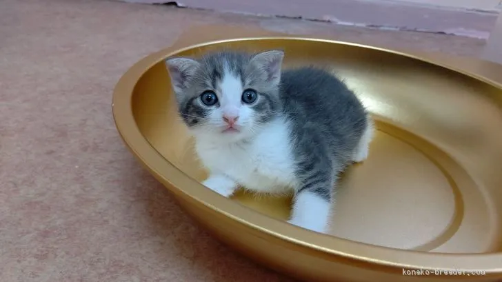 ID：2007-01735の子猫