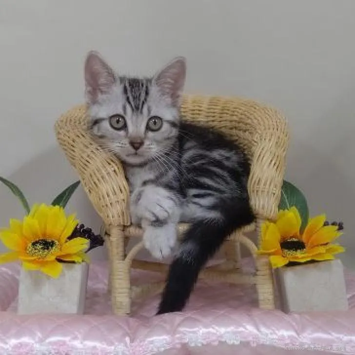 A.I 様のお迎えした子猫