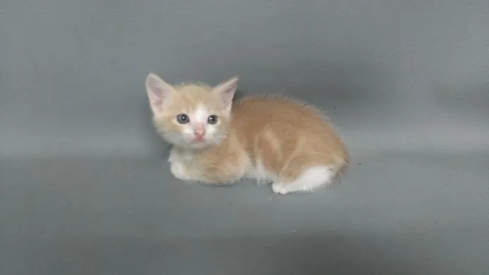 ID：1409-00050の子猫