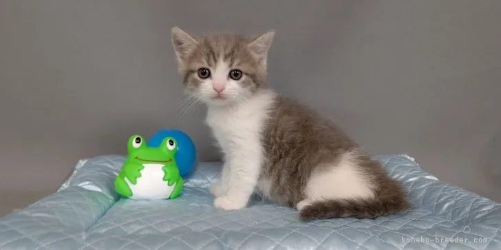 ID：2106-00307の子猫