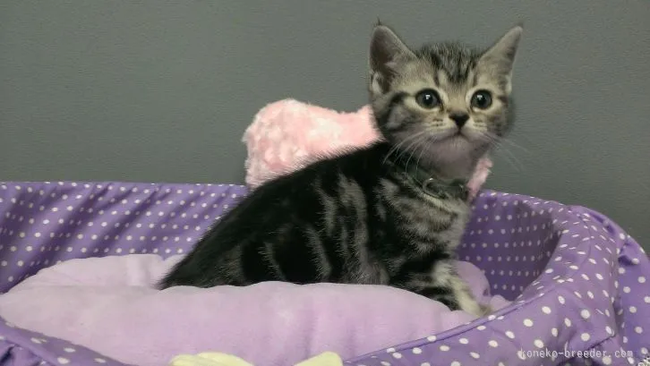 ID：1602-00265の子猫