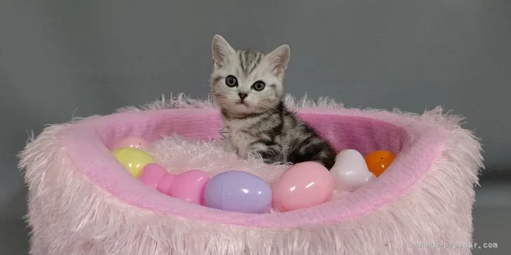 K.S 様のお迎えした子猫