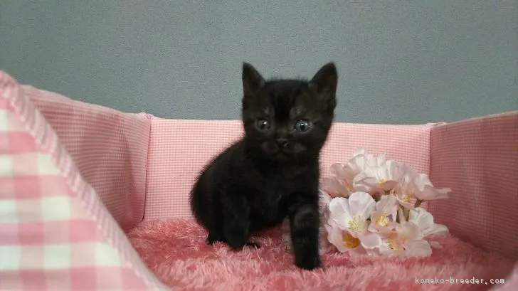 ID:1703-00737の子猫
