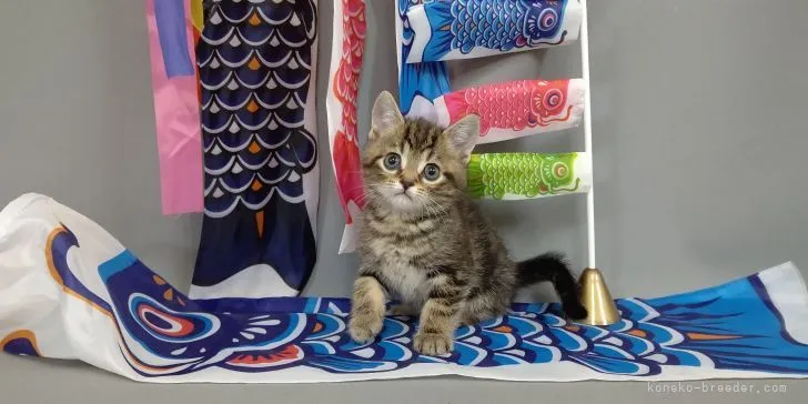 ID:2103-02123の子猫
