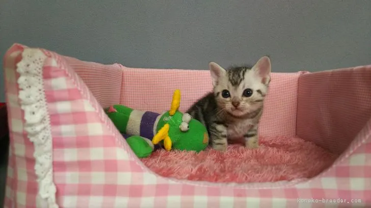 ID:1703-00744の子猫