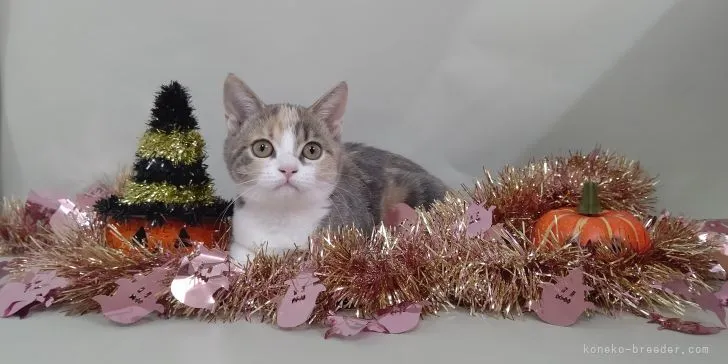 M.T 様のお迎えした子猫