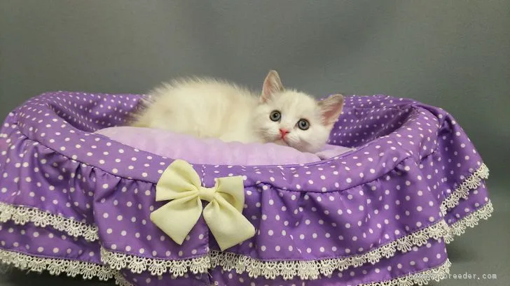 ID:1803-01053の子猫